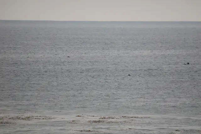 Paddle Laguna Beach 2025, race photo