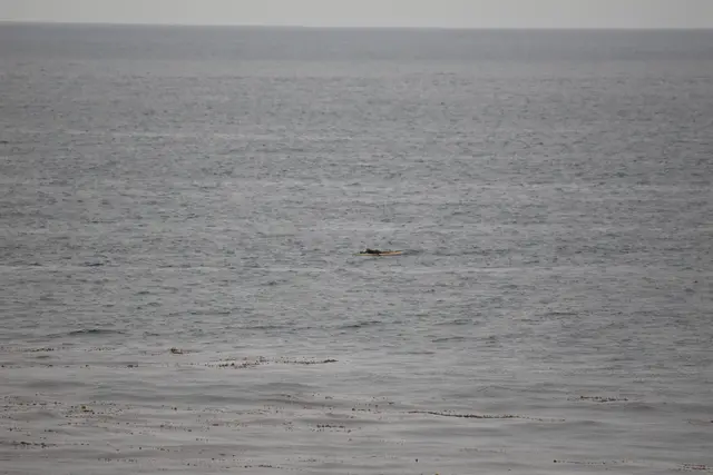 Paddle Laguna Beach 2025, race photo