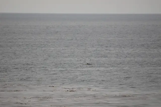 Paddle Laguna Beach 2025, race photo