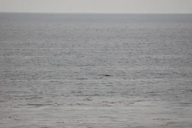 Paddle Laguna Beach 2025, race photo