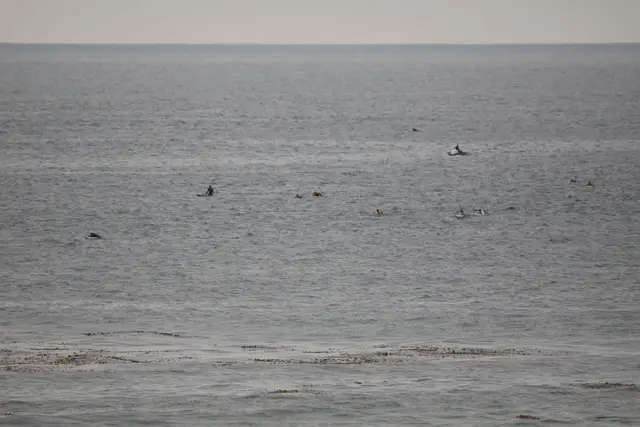 Paddle Laguna Beach 2025, race photo