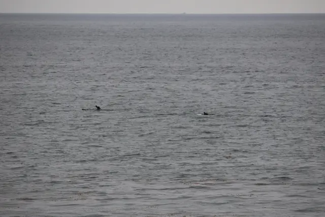 Paddle Laguna Beach 2025, race photo