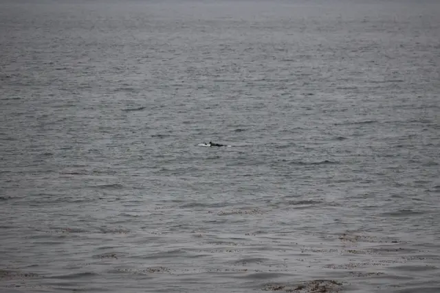 Paddle Laguna Beach 2025, race photo