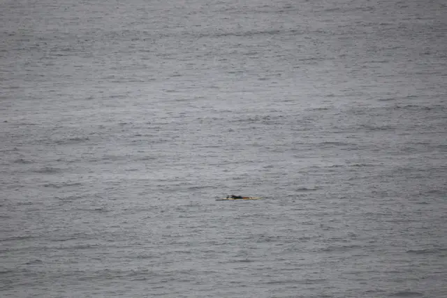 Paddle Laguna Beach 2025, race photo